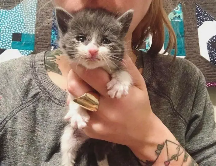 kitten lady