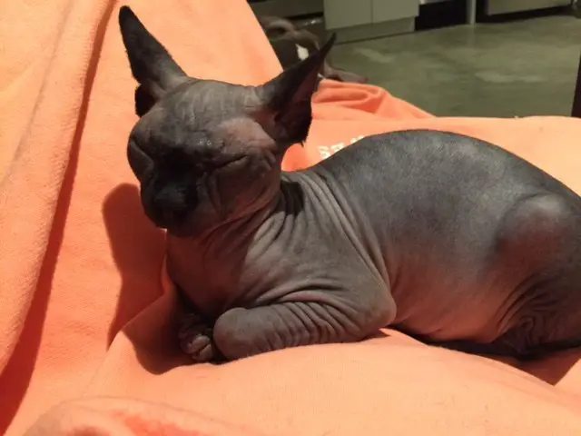 Sphynx cat