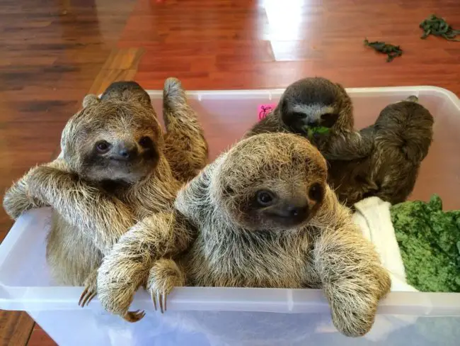 baby sloths