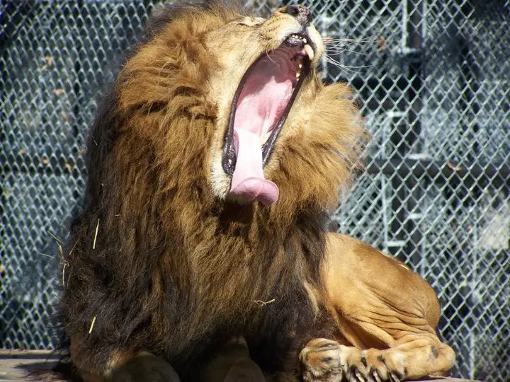 sick lioness finds love