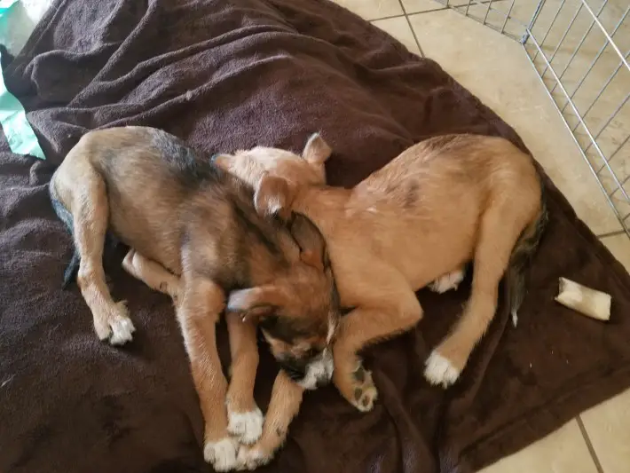 puppies abandoned