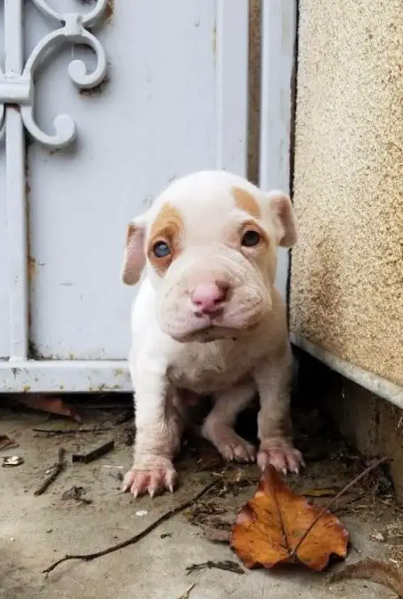 puppy dumpster