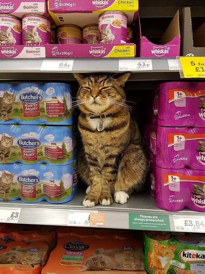 cat in supermarket