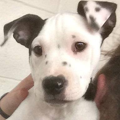 dog with ear selfie