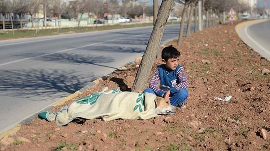 refugee and stray dog