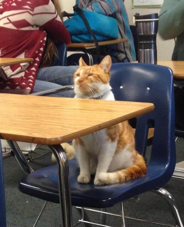school cat