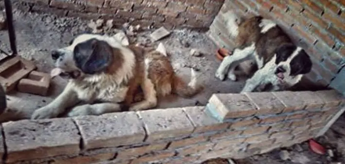 dogs in balcony