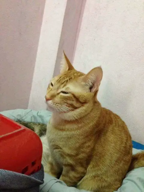 father cat and kittens