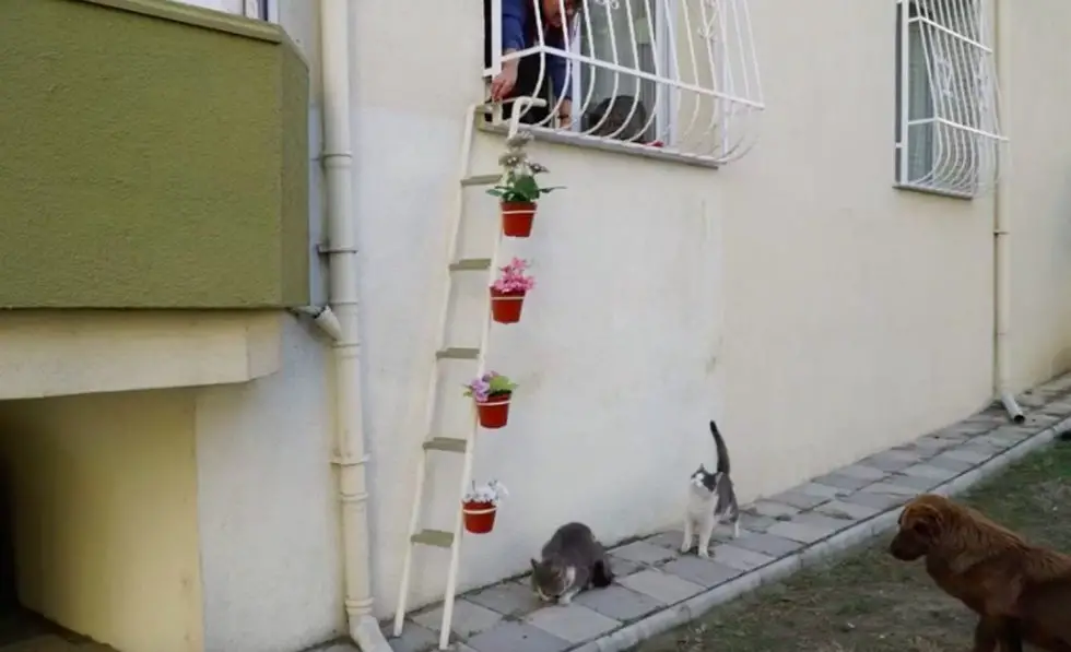 cat ladder