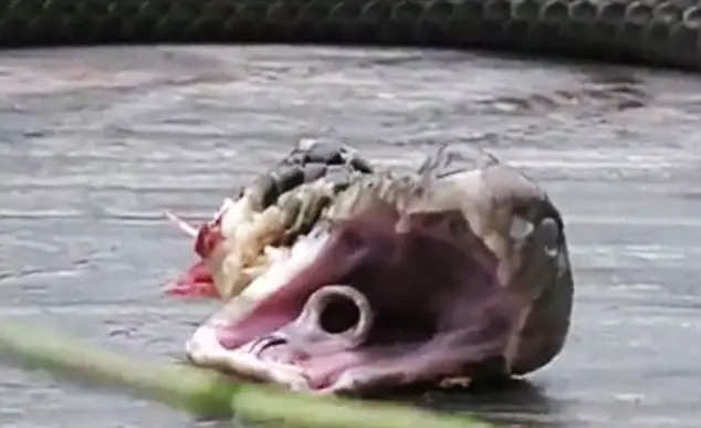 snake head bites