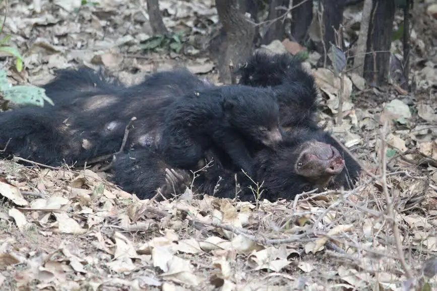 baby bear and dead mother