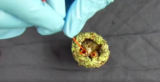 baby hummingbird