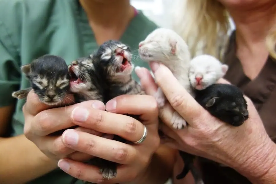 kittens dumpster