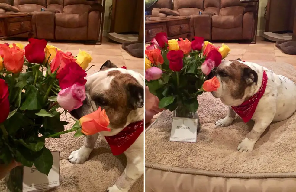 dog and flowers