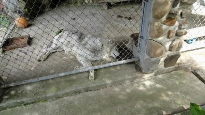 wolf rescued