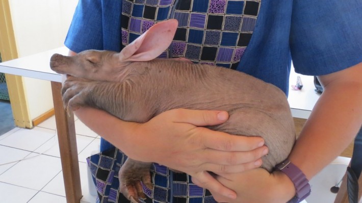 baby aardvark 