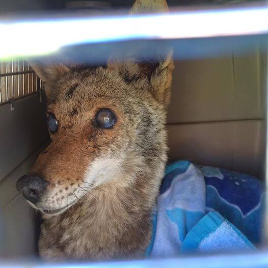 rescued coyote