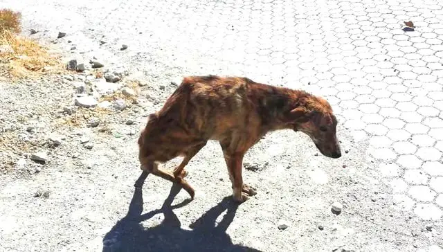 dog with broken spine