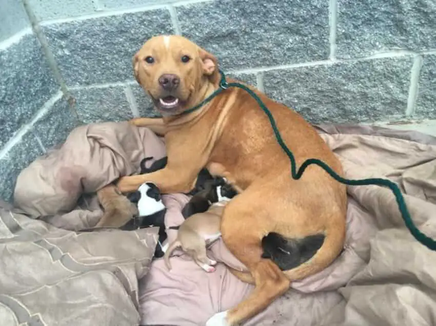 dog and puppies dumped