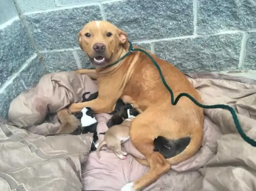 dog and puppies dumped