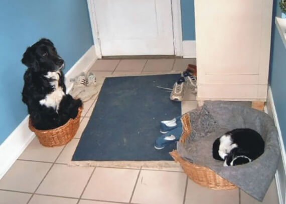 cats on dog beds