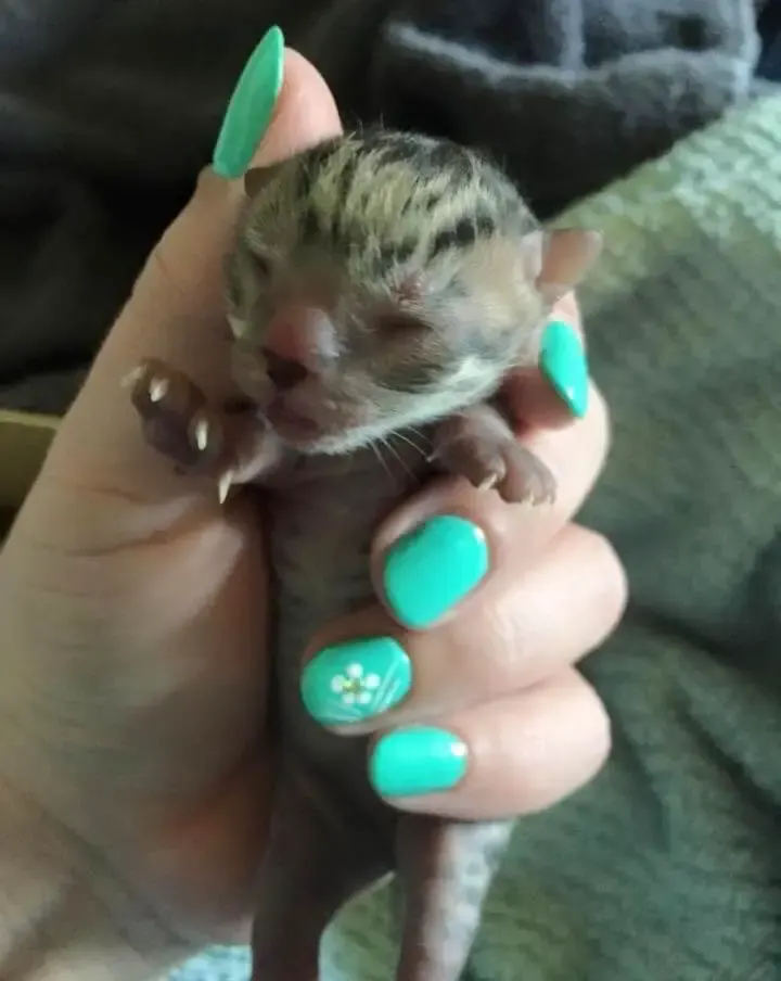 kittens with unusual markings