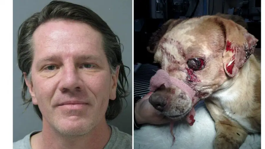 man hit dog