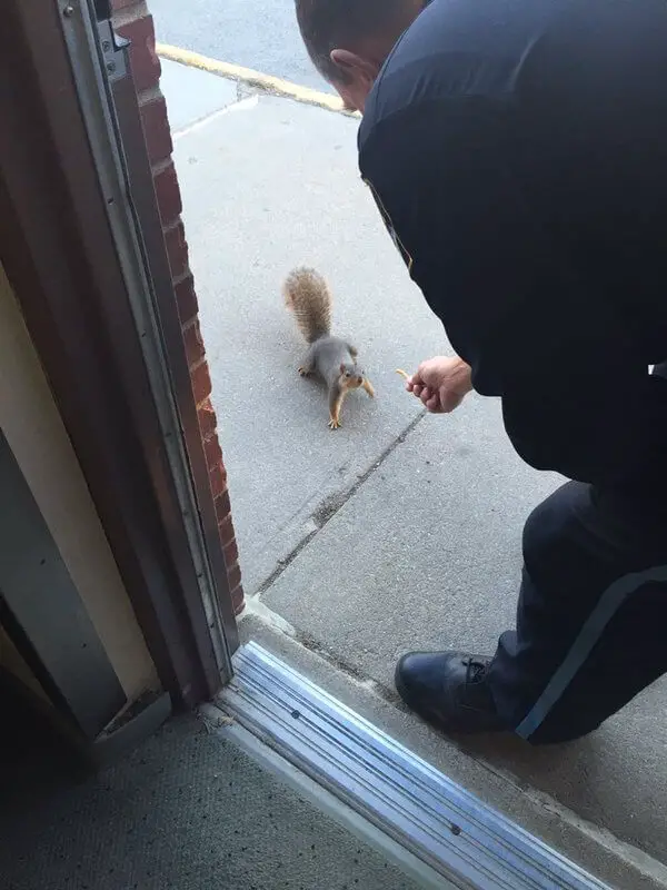 squirrel cop