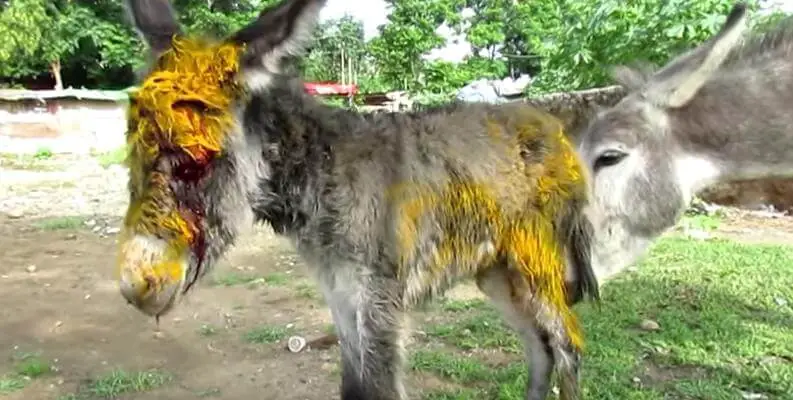 injured baby donkey