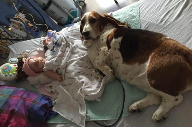 dogs and sister