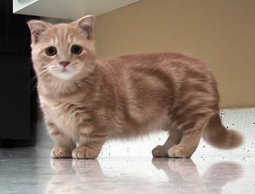 munchkin cat