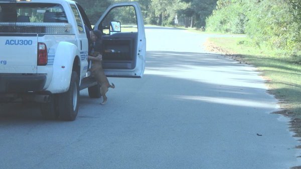 stray dog follows