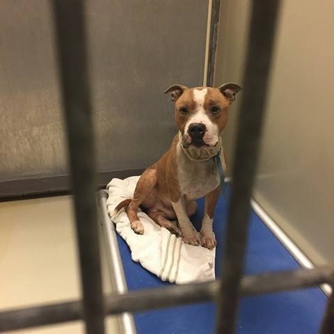 dog rescued from shelter