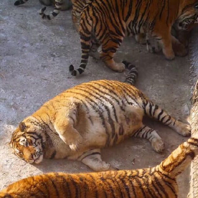 chubby tigers