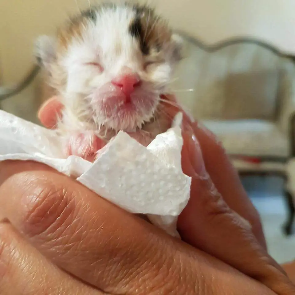 abandoned kitten