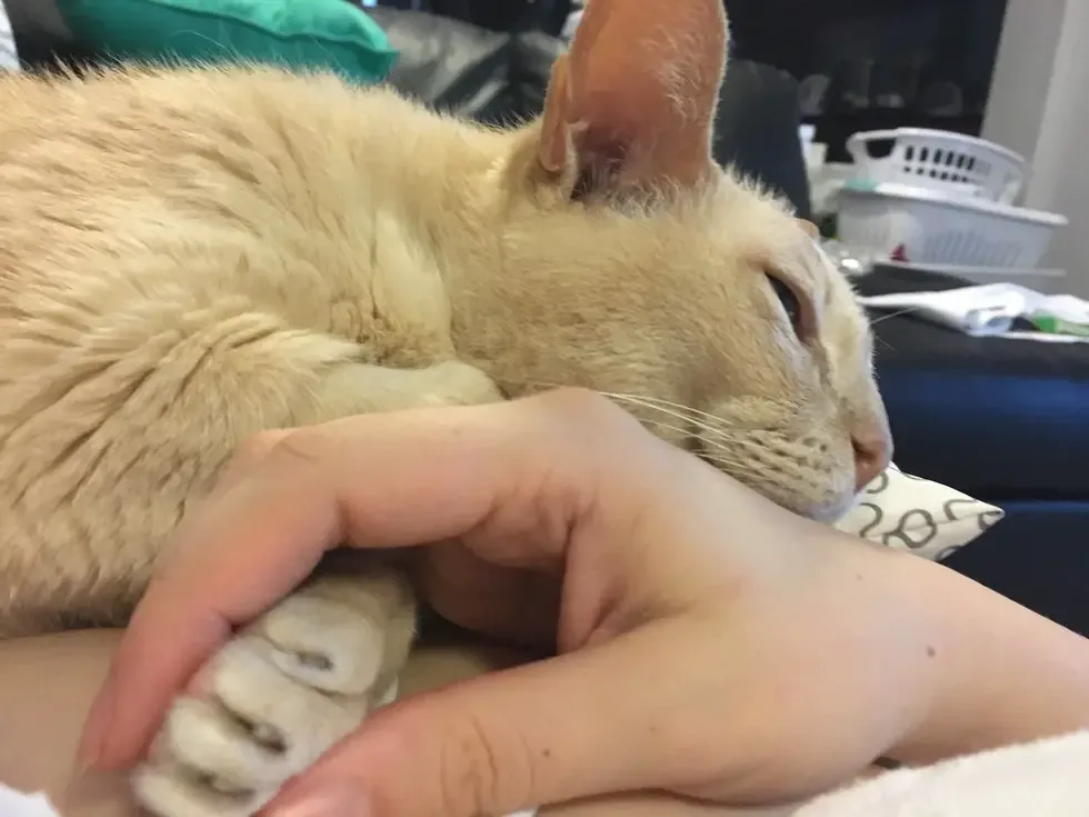 senior cat rescued