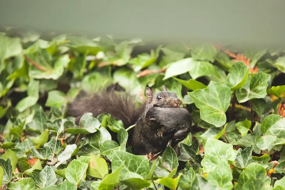 squirrel parties