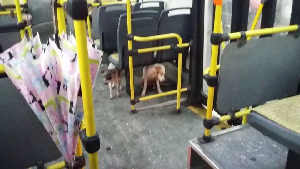 stray dogs bus driver