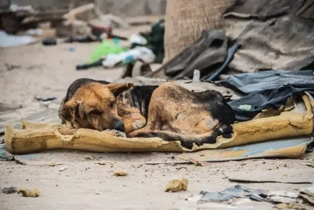 dog in trash pile