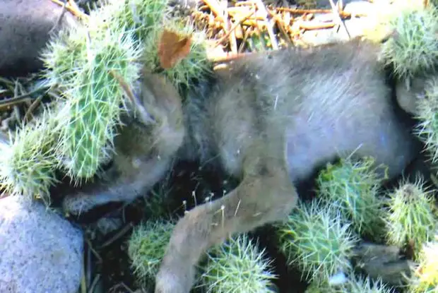 coyote in cactus