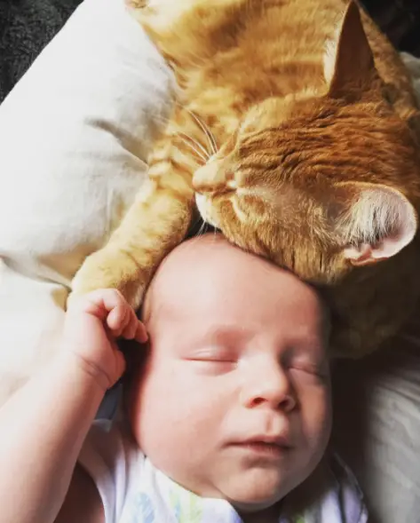 cat and sick baby