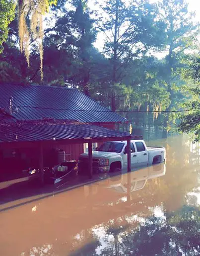 flooded dog