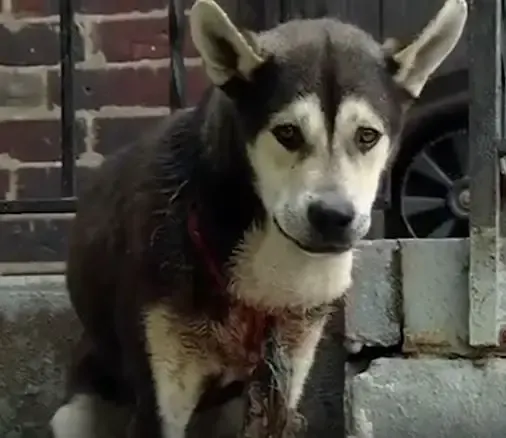 dog neck bleeding