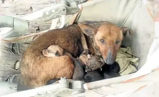 stray dog and baby