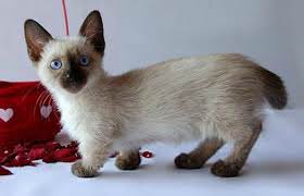 munchkin cat