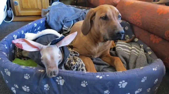 baby aardvark 
