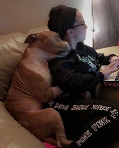 dog rescued from shelter