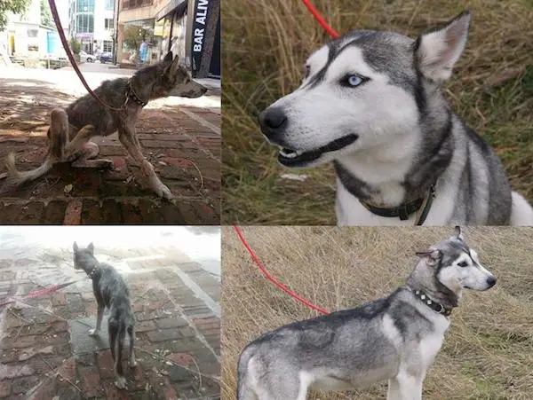 rescued dogs