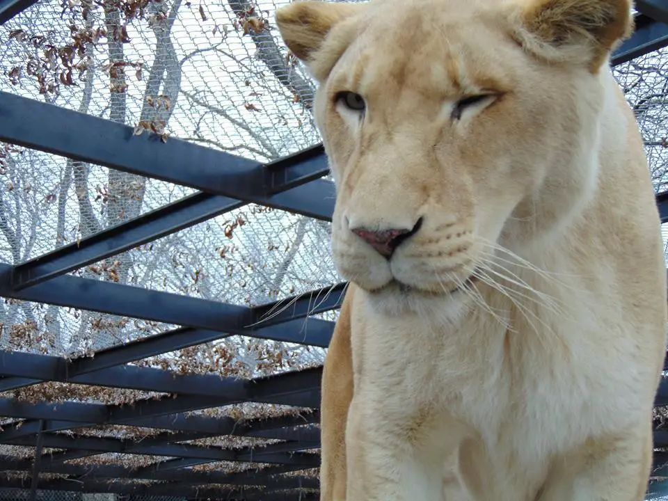 sick lioness finds love