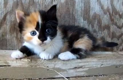 munchkin cat